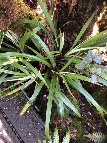 Astelia menziesiana observed 2025-01-01