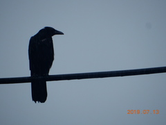 Corvus macrorhynchos