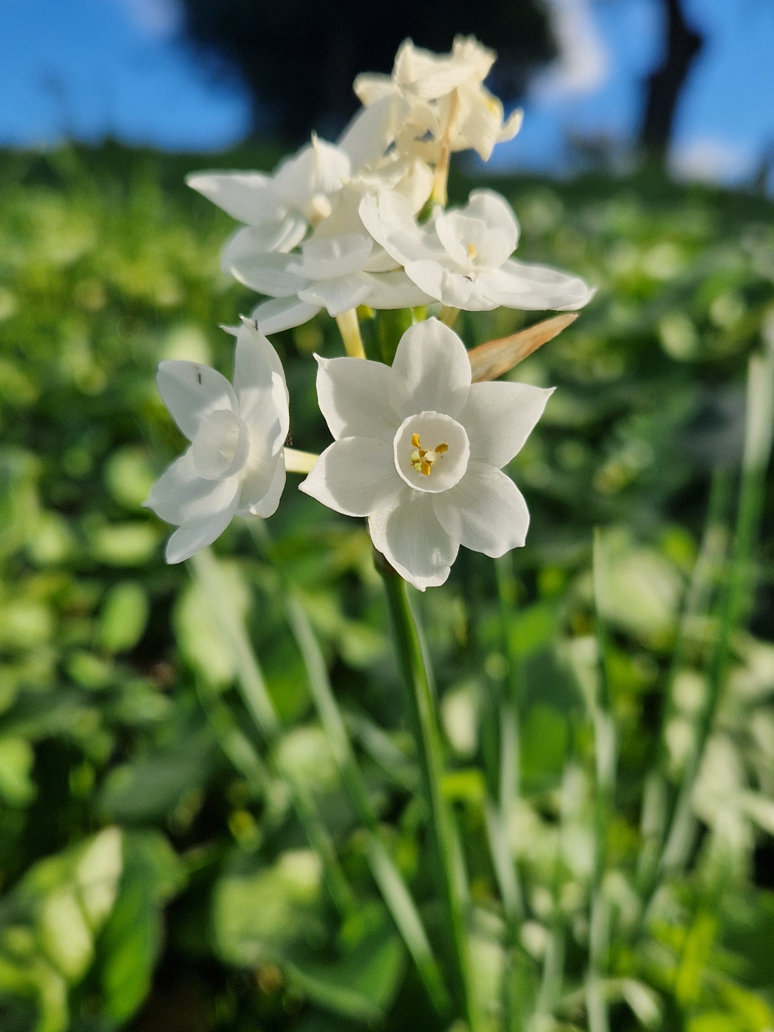 Imagem de Narciso