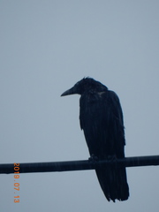 Corvus macrorhynchos