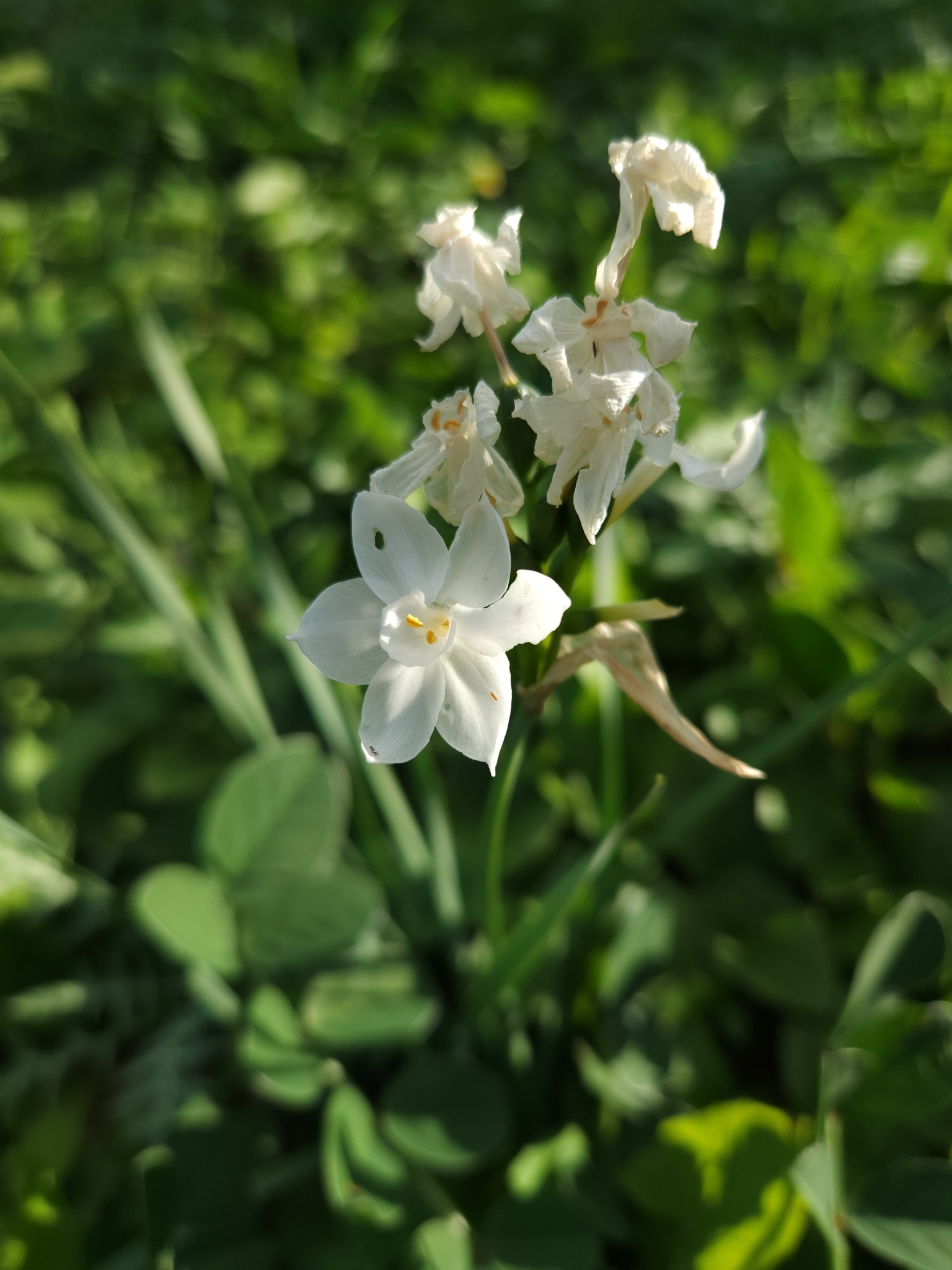Imagem de Narciso