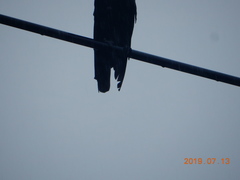 Corvus macrorhynchos