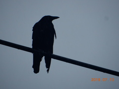 Corvus macrorhynchos