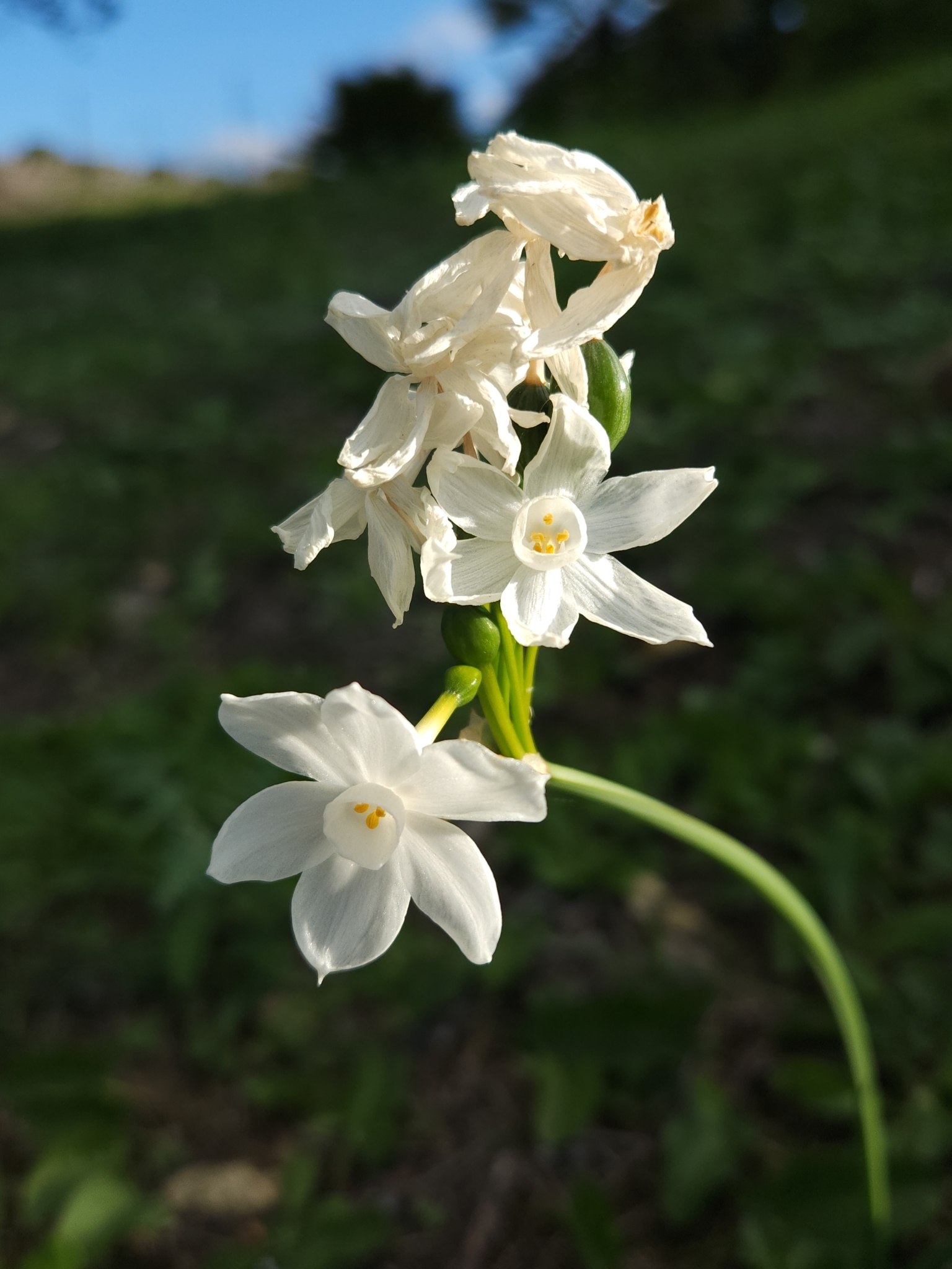 Imagem de Narciso
