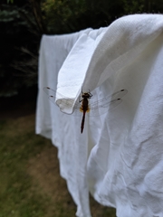 Leucorrhinia frigida