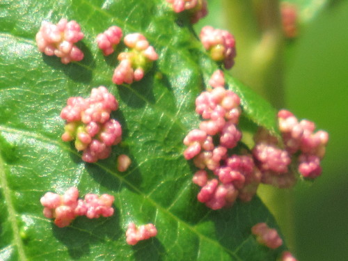 Poison Ivy Leaf Mite
