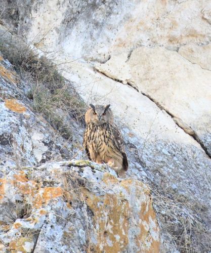 Eurasian Eagle-Owl