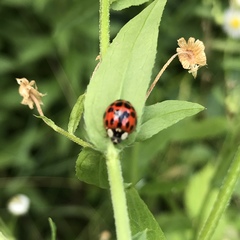 Harmonia axyridis