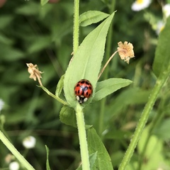 Harmonia axyridis