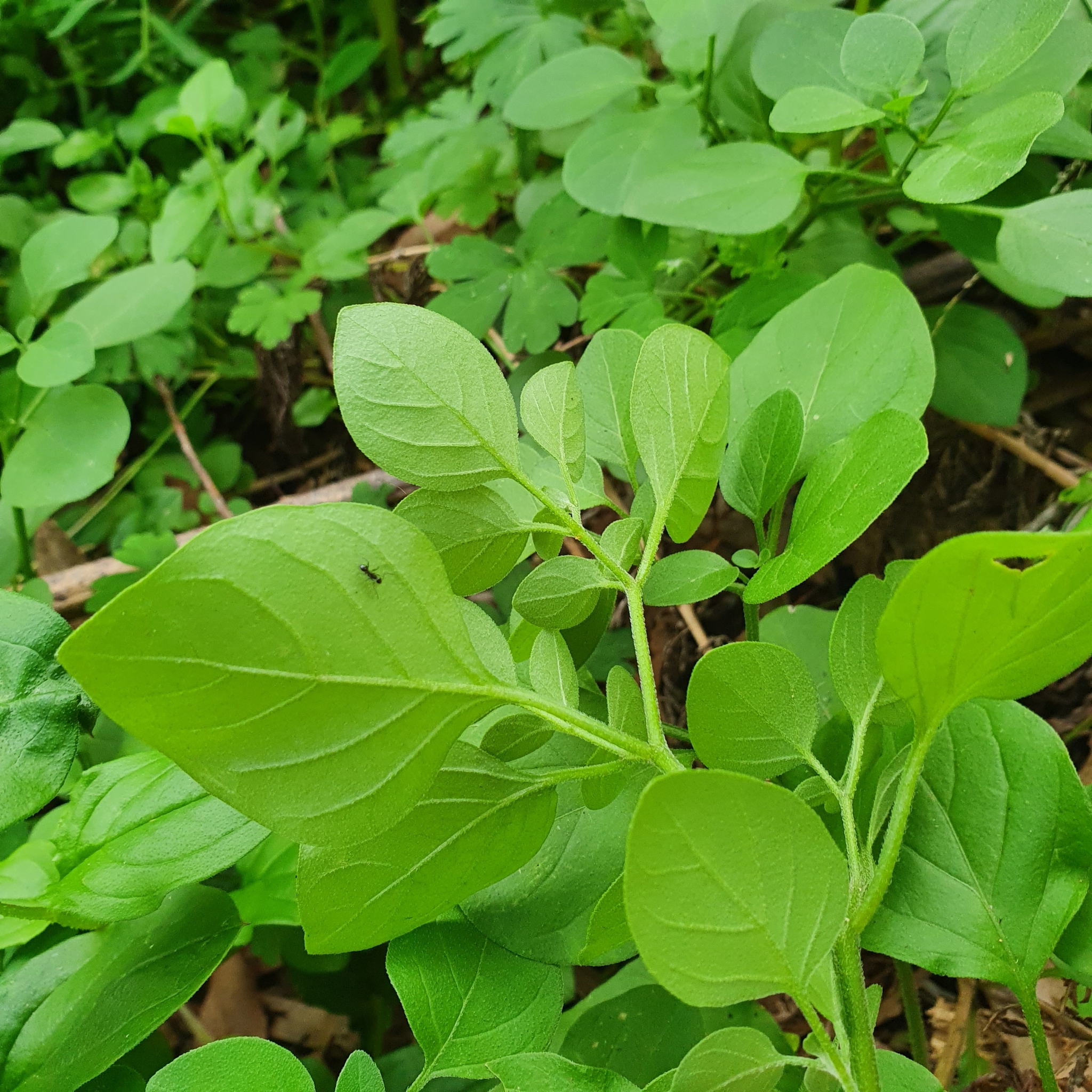 Imagem de Batata-de-purga
