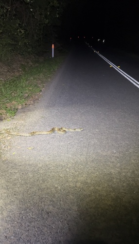 Coastal Carpet Python sighting