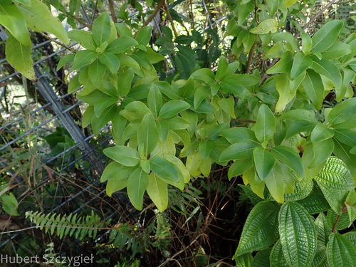 Coprosma foliosa observed 2025-01-01