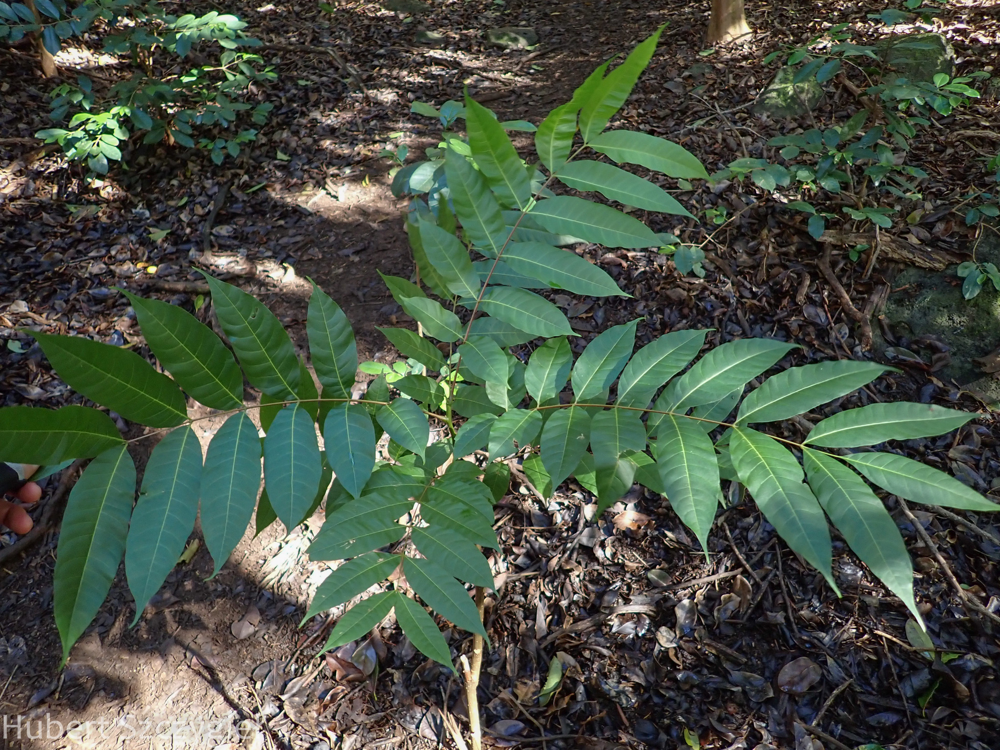 Imagem de Cedro-australiano
