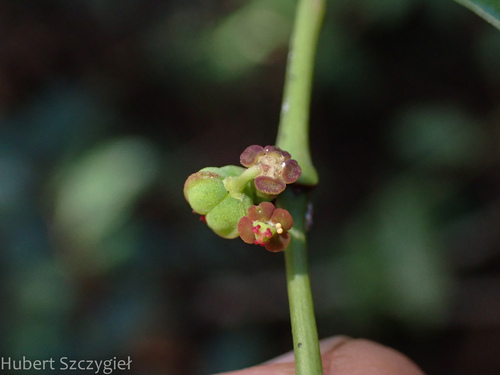 Euphorbia multiformis