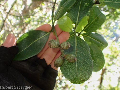 Psychotria hathewayi observed 2025-01-01