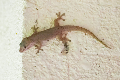 Hemidactylus frenatus