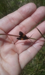 Calopteron reticulatum