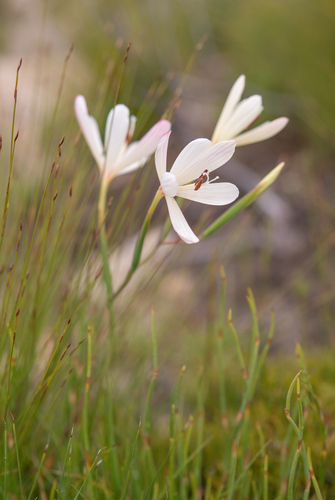 Geissorhiza confusa