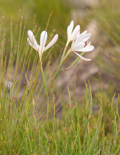Geissorhiza confusa