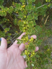 Coprosma montana