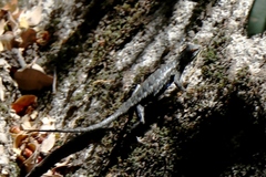Sceloporus occidentalis taylori