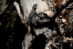 Sceloporus occidentalis taylori