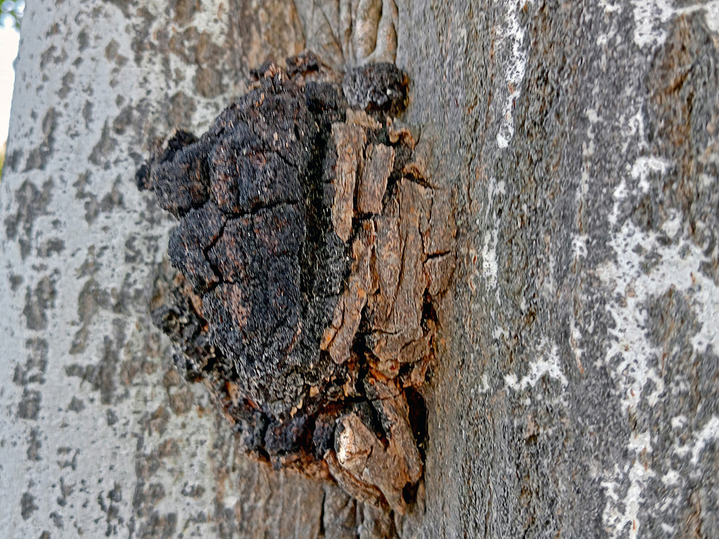 Sanghuangporus pilatii