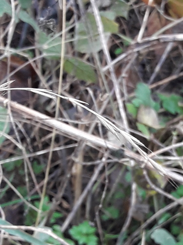 Foto de Capim-dos-bosques