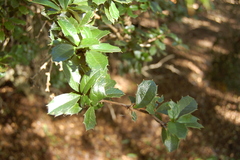 Berberis ilicifolia