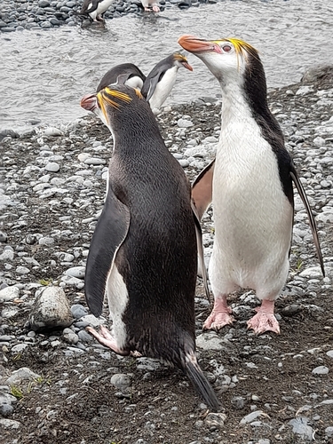 Royal Penguin (Eudyptes schlegeli), photo 3