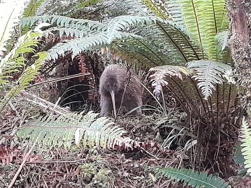 Southern Brown Kiwi (Apteryx australis), photo 7