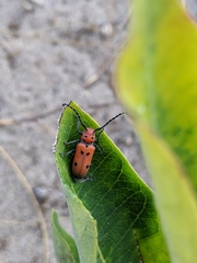 Tetraopes annulatus