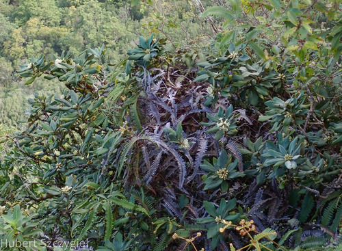 Pittosporum confertiflorum observed 2025-01-01