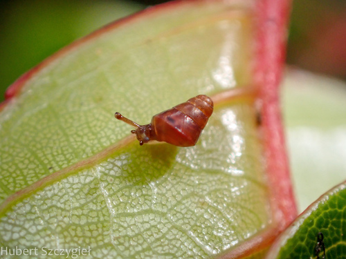 Auriculella tenella observed 2025-01-01