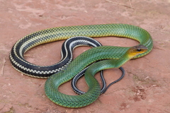 Black-Bordered Rat Snake photo 1
