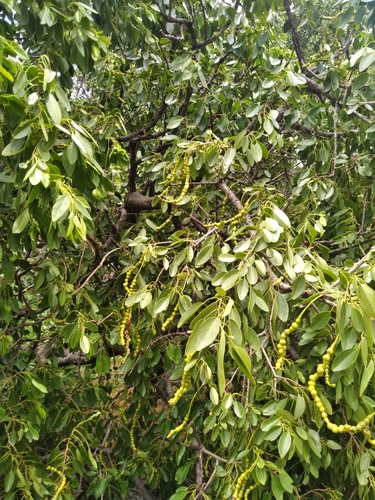 Foto de Catapreta