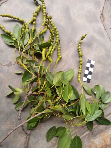 Catapreta