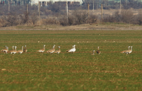 Great Bustard (Otis tarda)