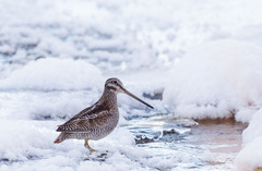 Solitary Snipe photo 3