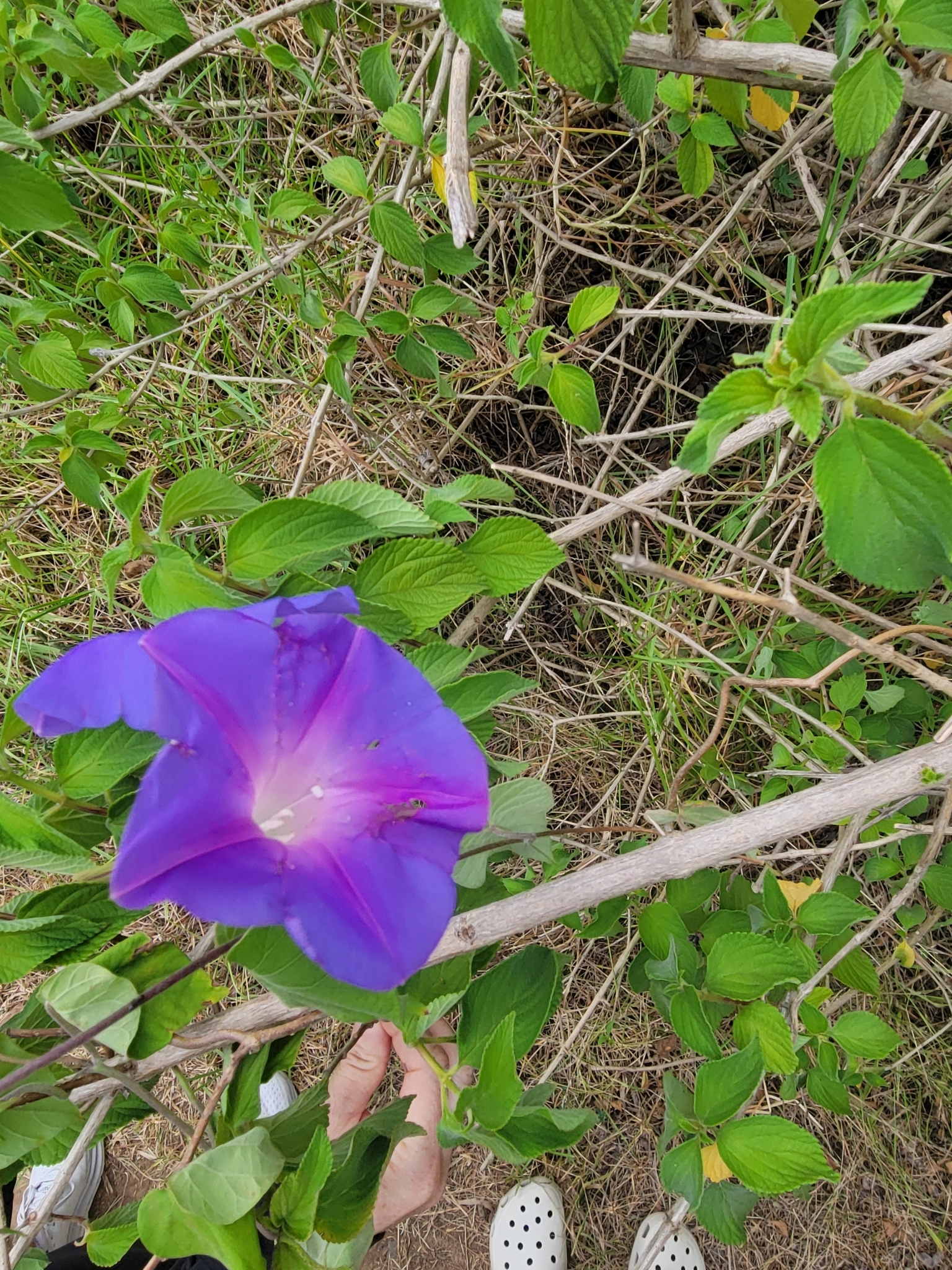 Imagem de Flor de janeiro