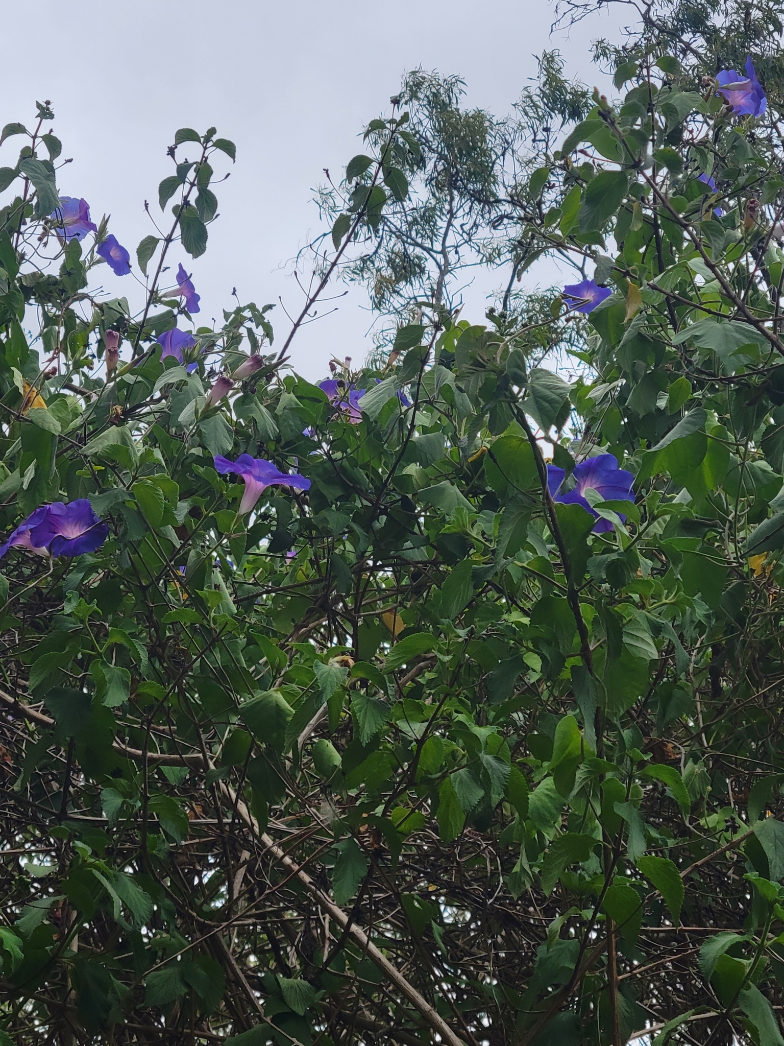 Imagem de Flor de janeiro