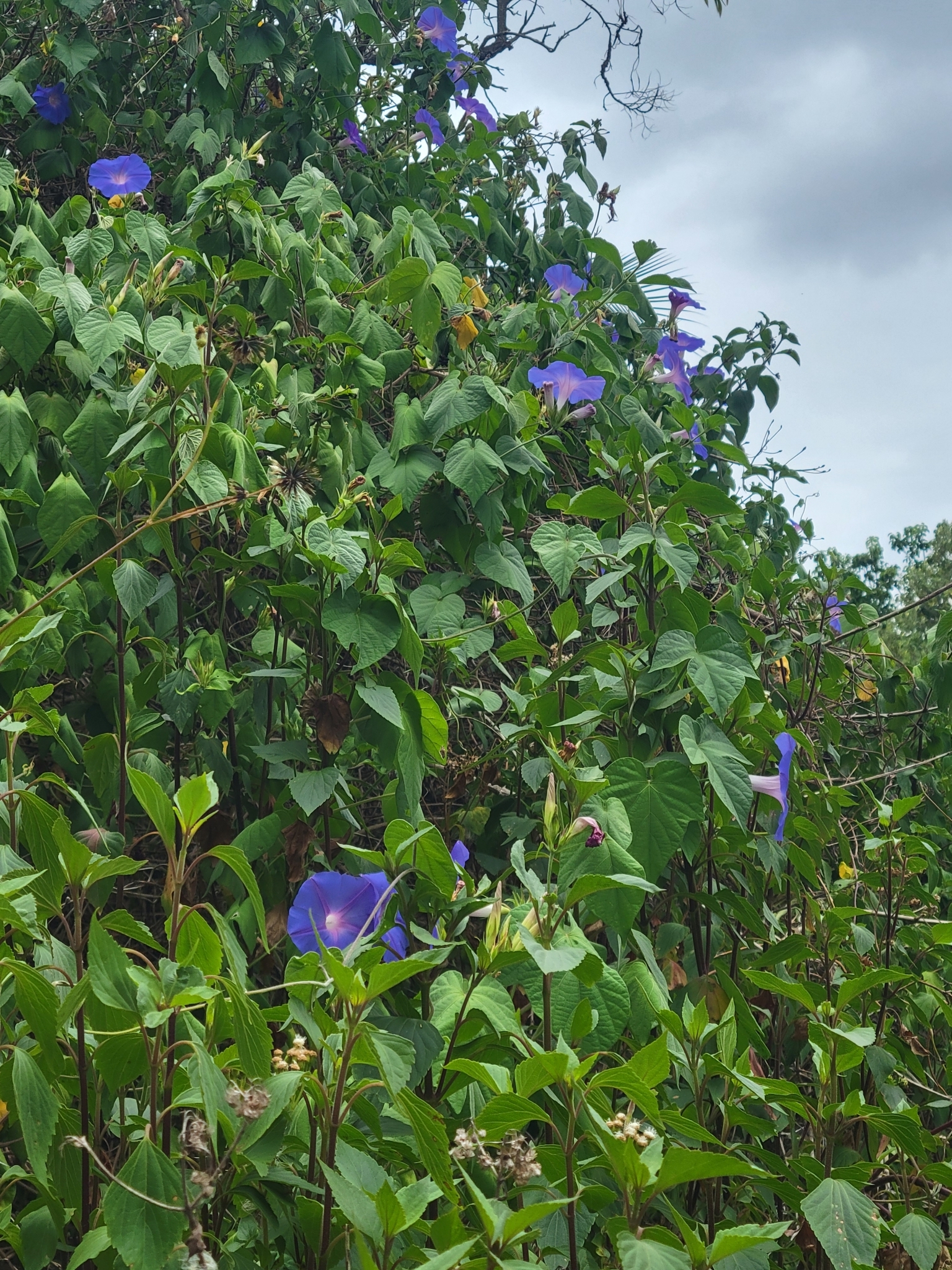 Imagem de Flor de janeiro