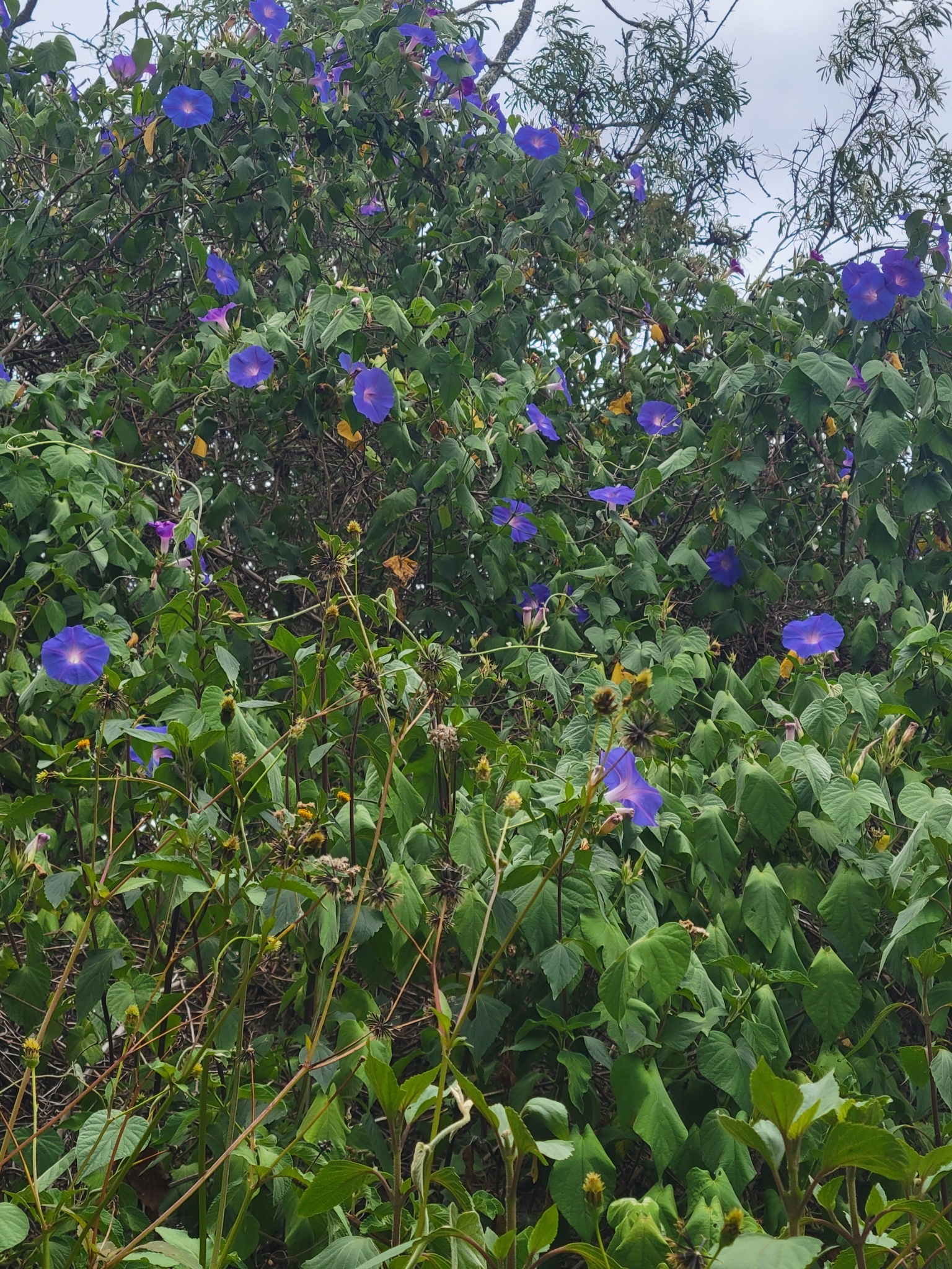 Imagem de Flor de janeiro