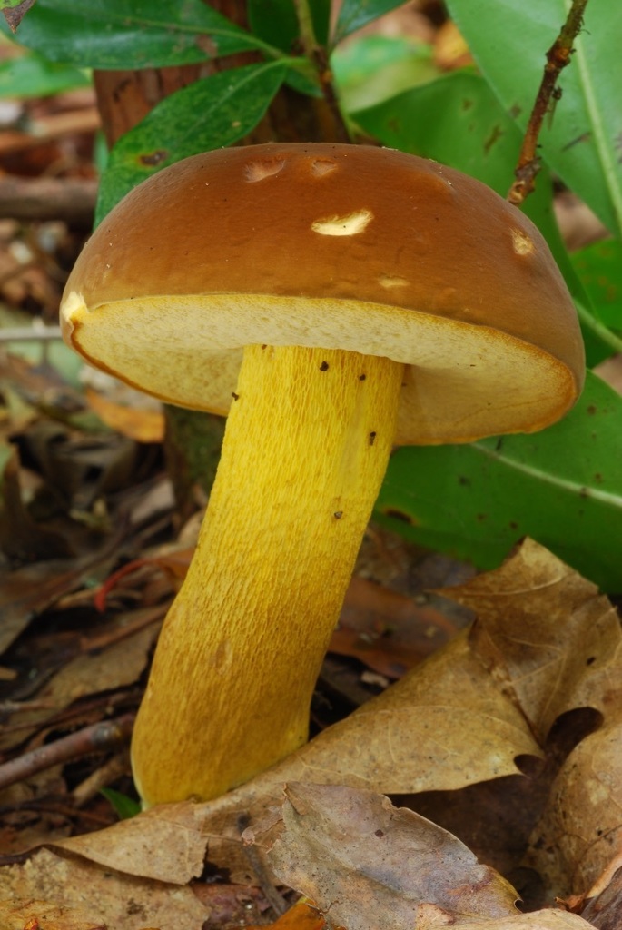 butter-foot bolete