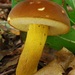 Butter-foot Bolete - Photo (c) Christian Schwarz, some rights reserved (CC BY-NC), uploaded by Christian Schwarz