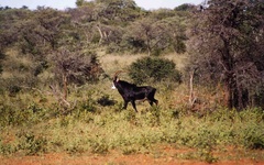 Hippotragus niger niger