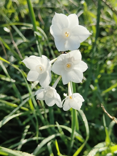 Foto de Narciso