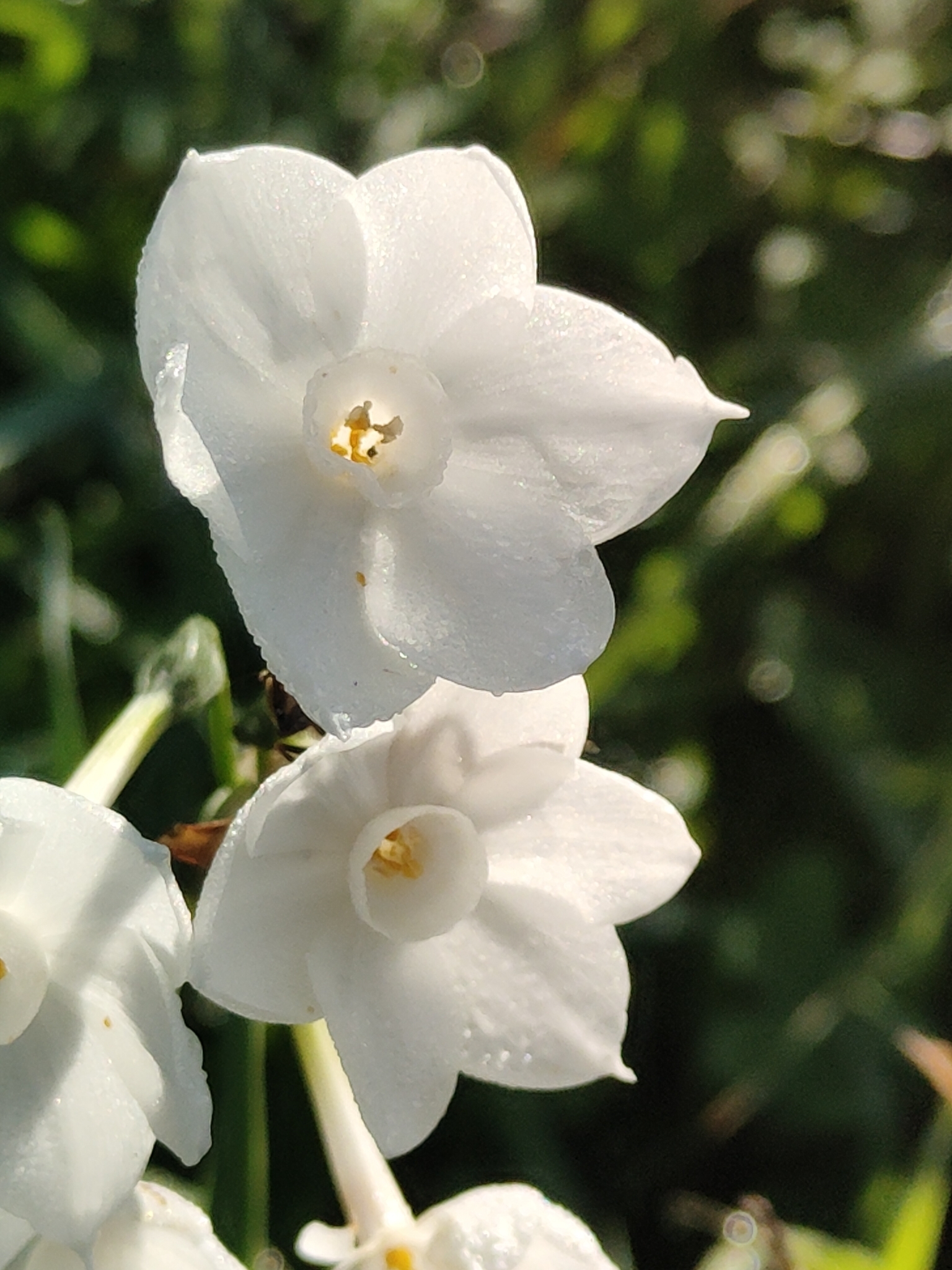 Imagem de Narciso