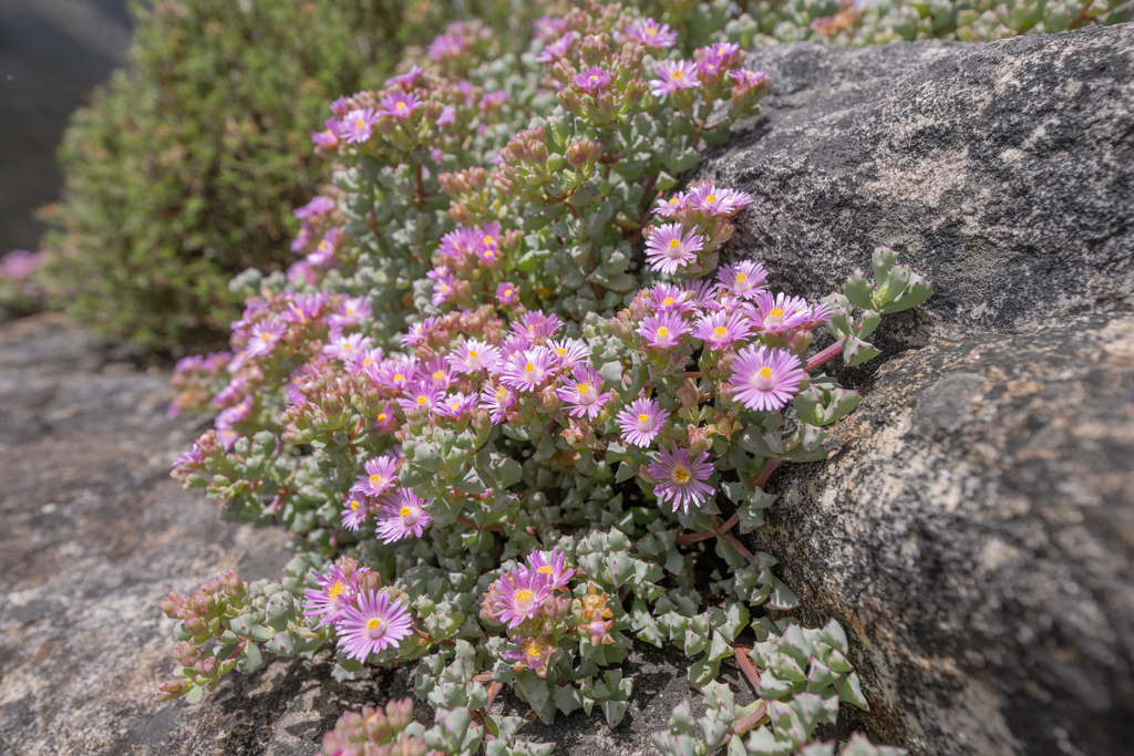 Mesembryanthemum deltoides L.