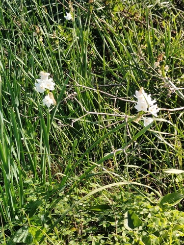Foto de Narciso